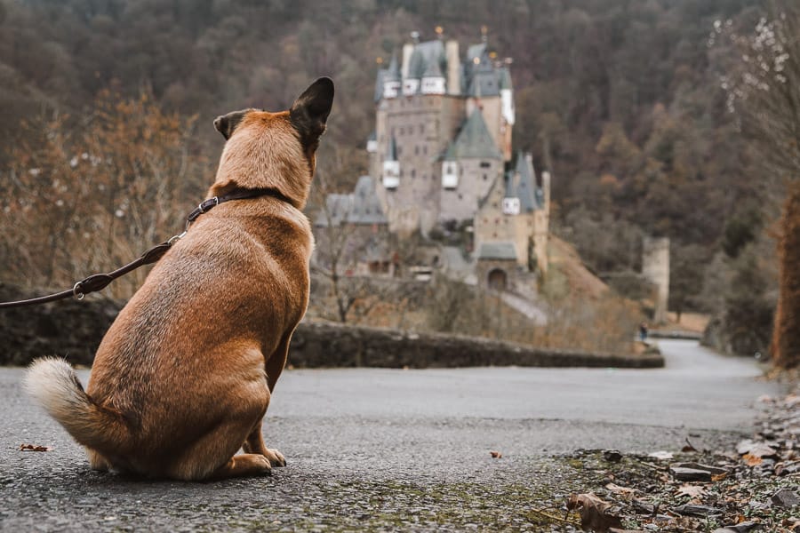 Hund vor Burg Eltz