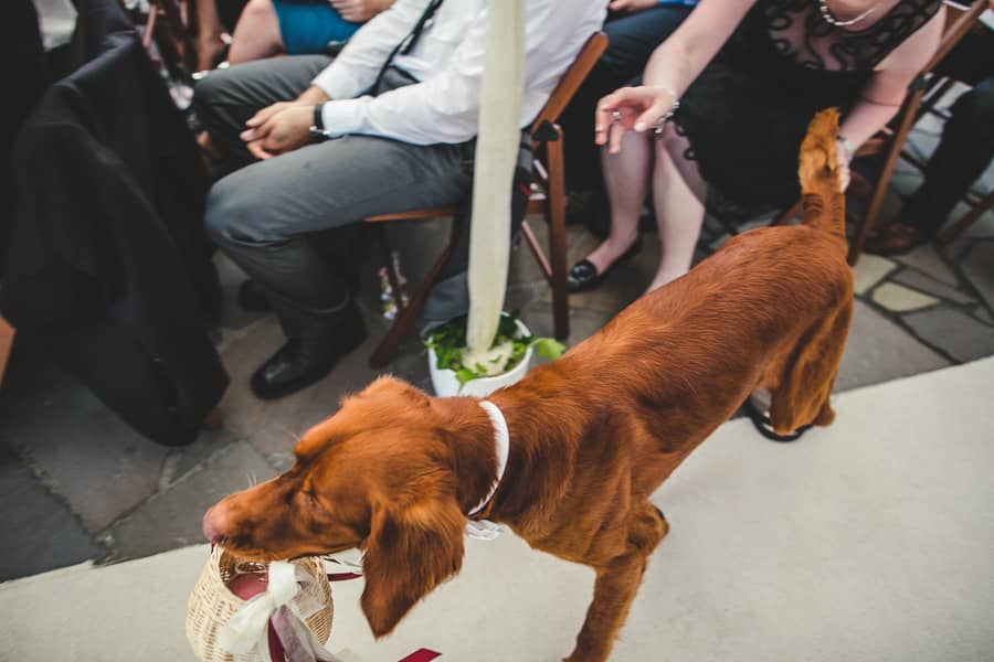 Hund bringt bei freier Zeremonie Hochzeitsringe nach vorne