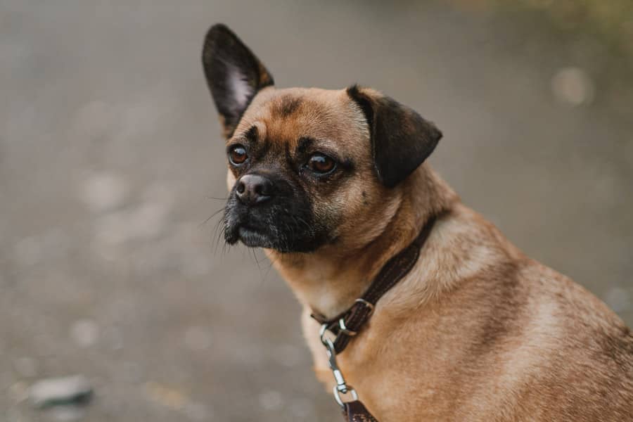Hund Hugo mit einem Ohr nach oben